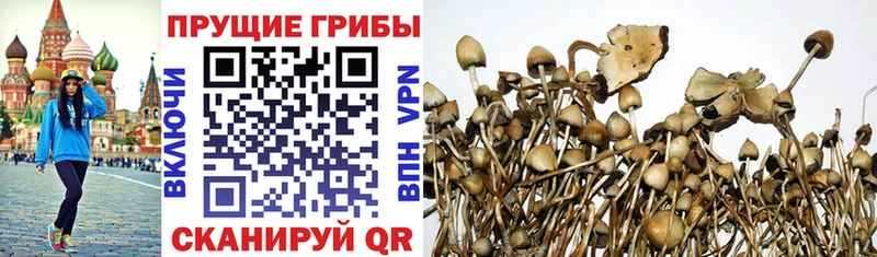 Купить где  Ярославль  Галлюциногенные грибы мицелий 